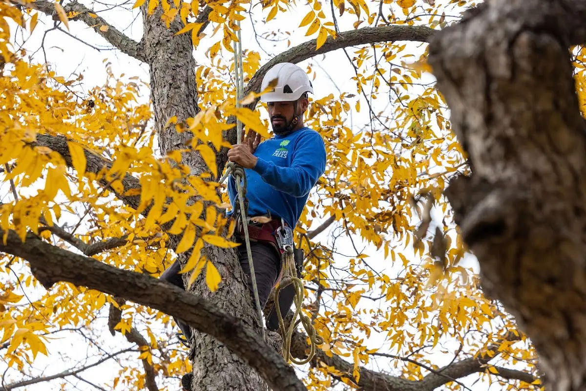 Skilled Tree Pruning crew working in Desert Hot Springs