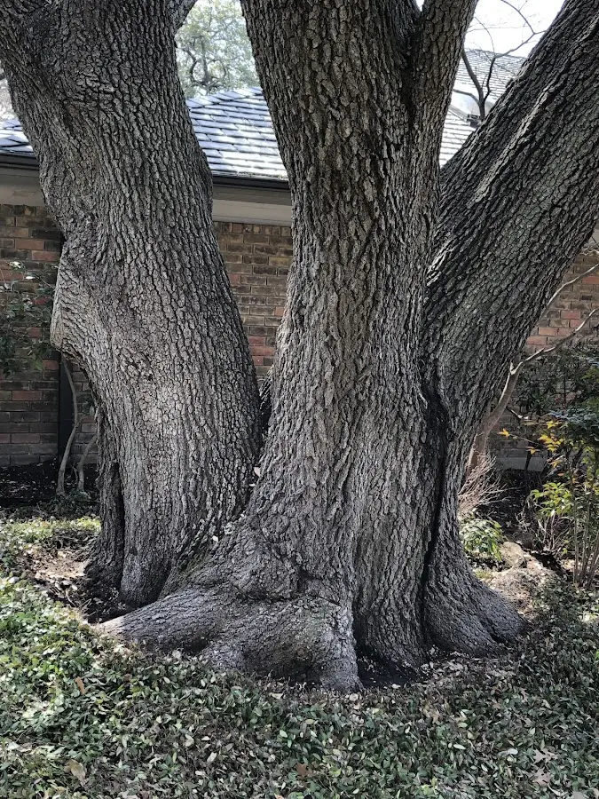 Mature heritage tree close to a Desert Hot Springs property cared for by certified arborists